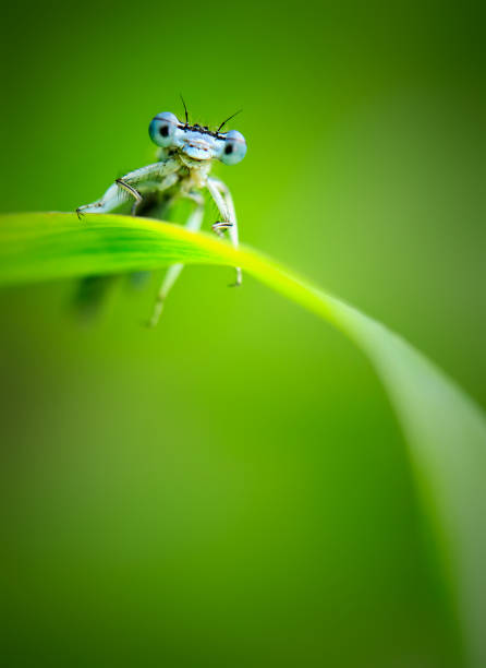 Dragonfly in the morning dew