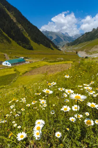 Valley of flowers at Kashmir great lakes trek in Sonamarg town, India.   Clear blue sky and white clouds at the beautiful hike. Serene & peaceful.  Nature portrait. Green fields