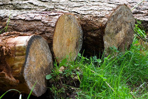 Wood stock photo