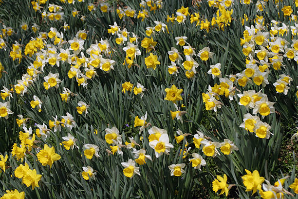 Yellow and White Daffodils stock photo