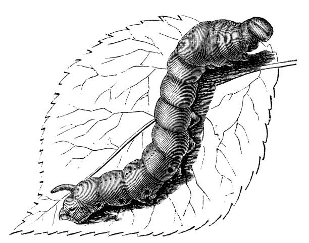 ilustraciones, imágenes clip art, dibujos animados e iconos de stock de el gusano es la larva o caterpillar o imago del silkmoth doméstico, mori del bómbice - victorian style engraved image lepidoptera wildlife