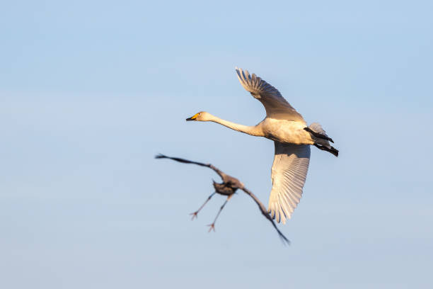istock Whooper Swan and crane 908263570