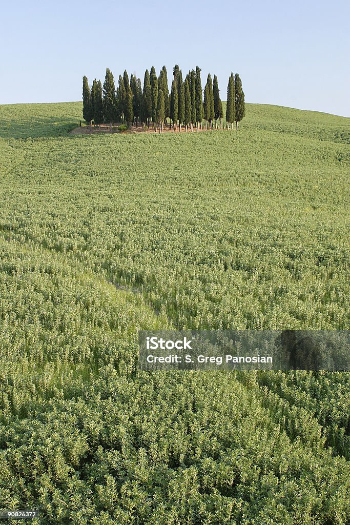 Cypress Grove - Foto de stock de Aire libre libre de derechos