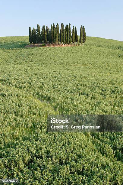 De Cypress Grove - Fotografias de stock e mais imagens de Ajardinado - Ajardinado, Ao Ar Livre, Azul