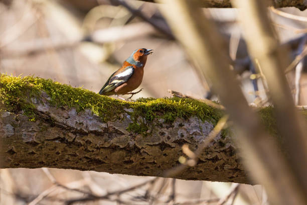 Chaffinch walk on a tree branch Chaffinch walking on  a tree branch at spring male common chaffinch bird fringilla coelebs stock pictures, royalty-free photos & images