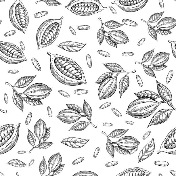 illustrazioni stock, clip art, cartoni animati e icone di tendenza di modello senza soluzione di continuità vettoriale di ramo di cacao. disegno superfood. sfondo isolato disegnato a mano su sfondo bianco. - cocoa bean