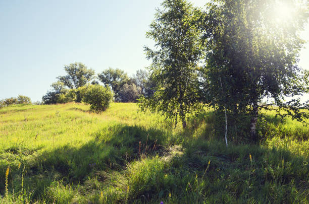 istock Sunny summer scene with birches growing in the meadows 908266932