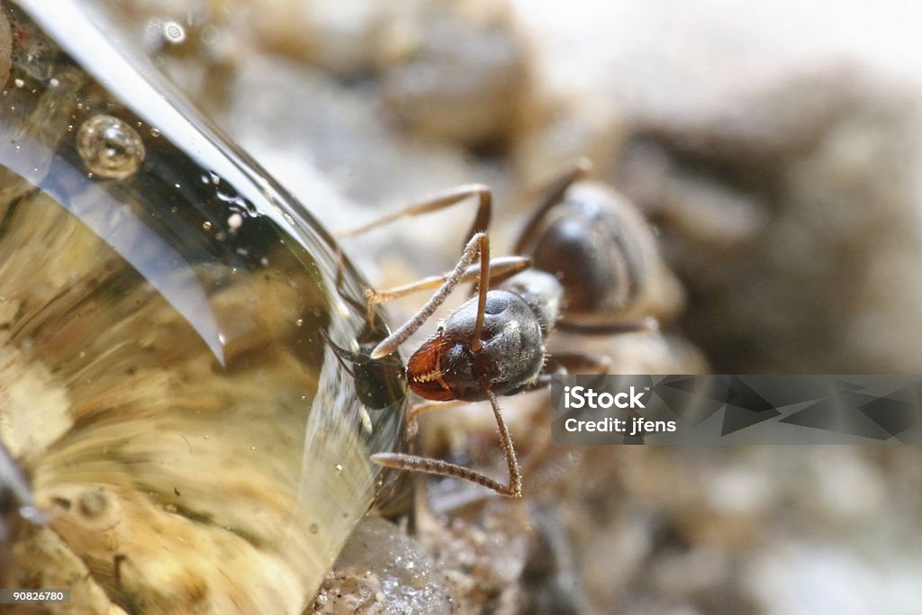 Extreme macro of ant eating honey  Ant Stock Photo