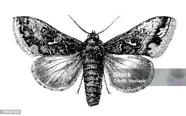 Noctua Is A Genus Of Moths Stock Illustration - Download Image Now