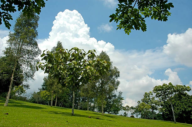 Trees stock photo