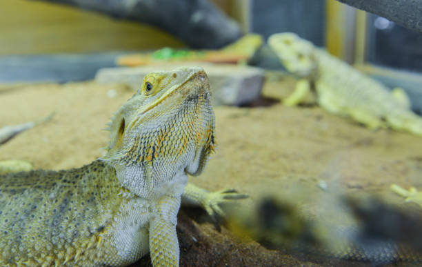 istock Close up - Bearded Dragon - Pagona Vitticeps 908270468