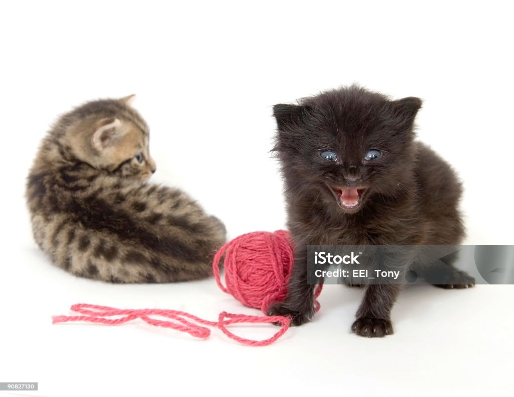 Kittens con bolas de hilo rojo sobre fondo blanco - Foto de stock de Amistad libre de derechos