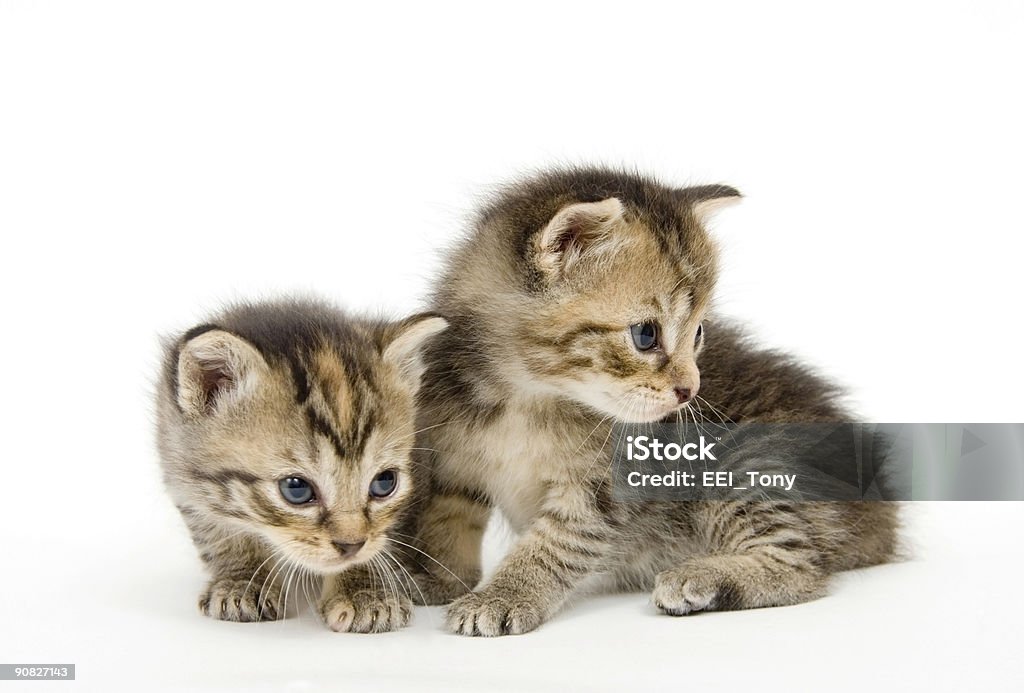 Modello di gattini su bianco backgroun - Foto stock royalty-free di Bambino appena nato