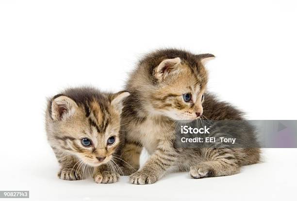 Modello Di Gattini Su Bianco Backgroun - Fotografie stock e altre immagini di Bambino appena nato - Bambino appena nato, Gattino, Animale appena nato