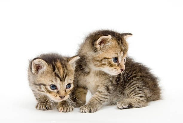 istock Pair of kittens on white backgroun 90827143