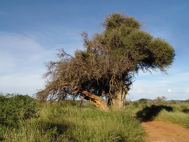 Photo of african tree