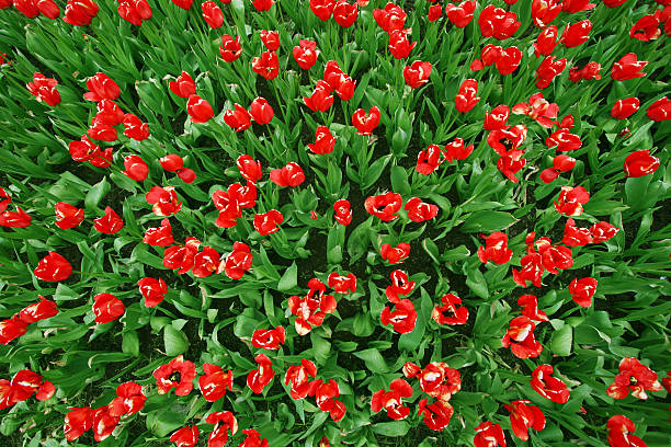 tulipas vermelhas para aves - flowerbed aerial - fotografias e filmes do acervo