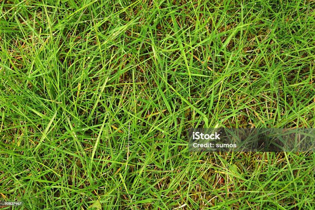 wet Erba verde - Foto stock royalty-free di Ambientazione esterna
