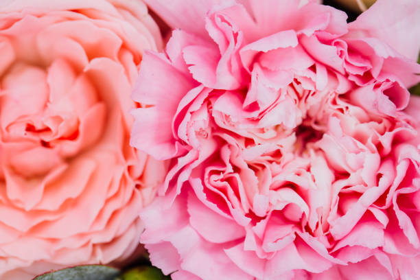 istock fresh bright blooming peonies flowers. white and pink bud 908275058