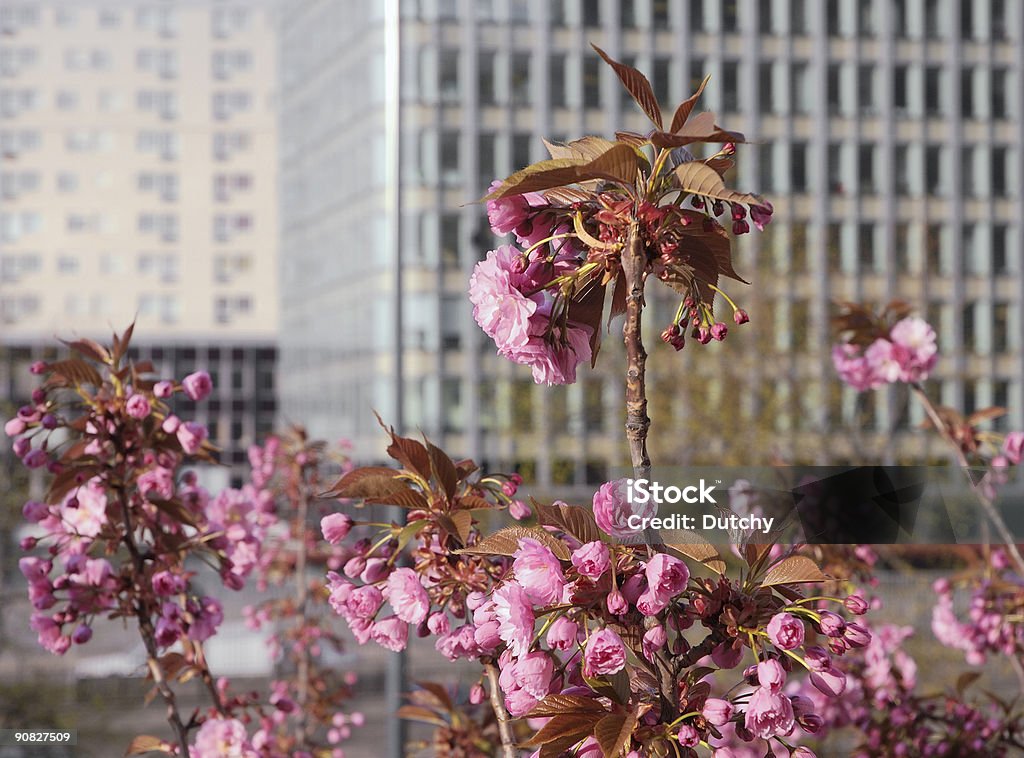 Urban fiori - Foto stock royalty-free di Affari