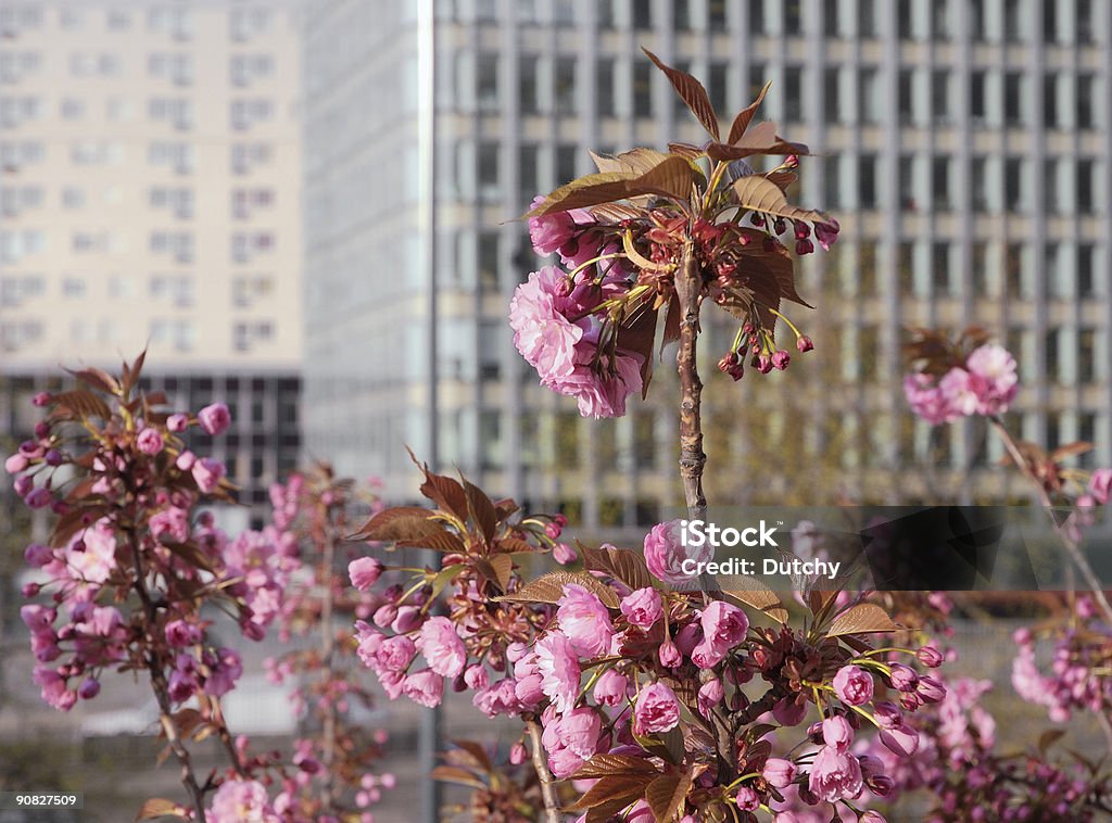 Urban de Flores - Royalty-free Alto - Descrição Física Foto de stock