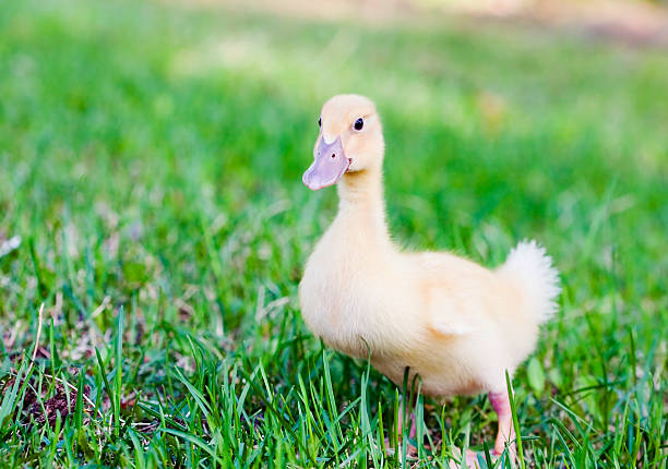 baby duckling stock photo