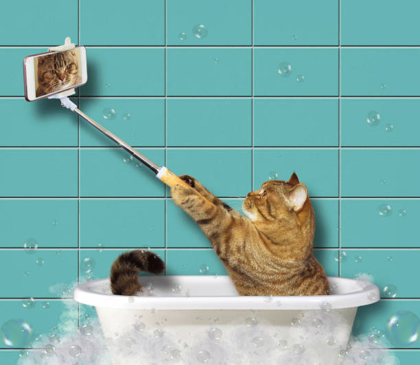 istock Cat with a phone in a bathroom 908276308