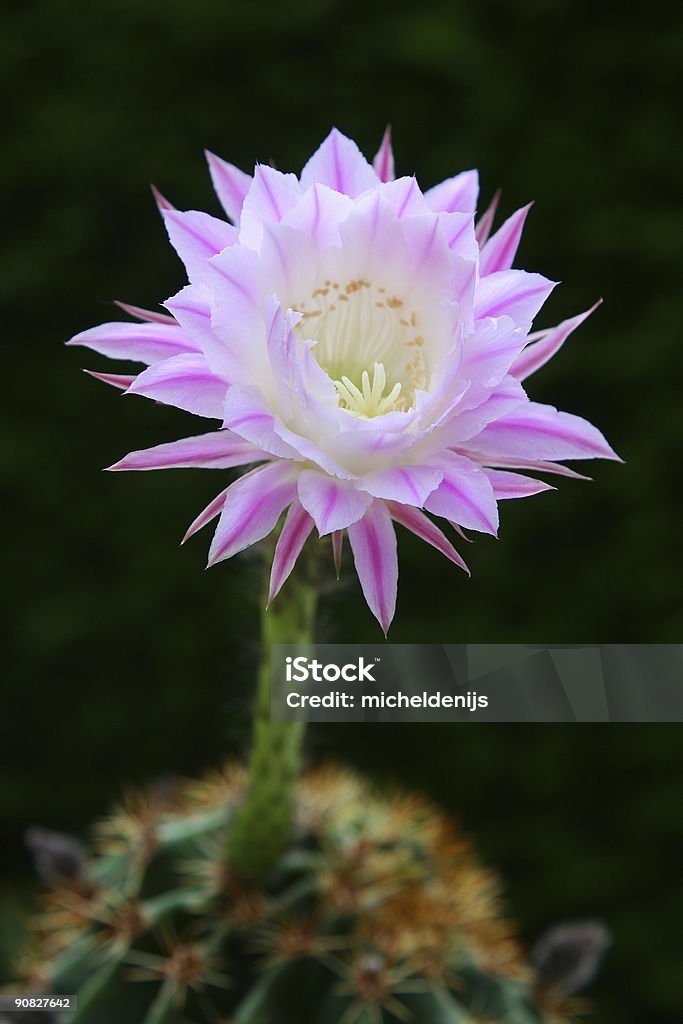 Cactus de flor (Echinopsis - Foto de stock de Belleza libre de derechos
