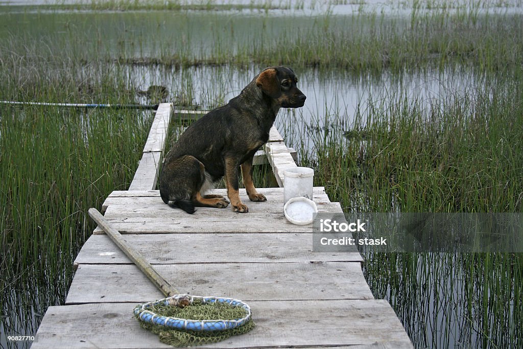 Pesca e un cane - Foto stock royalty-free di A mezz'aria
