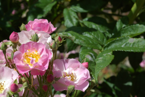 Pink multiflora roses, Rose 'Apple Blossom'. Hybridized by Luther Burbank in 1932. San Jose Heritage Rose Garden, San Jose, California.
