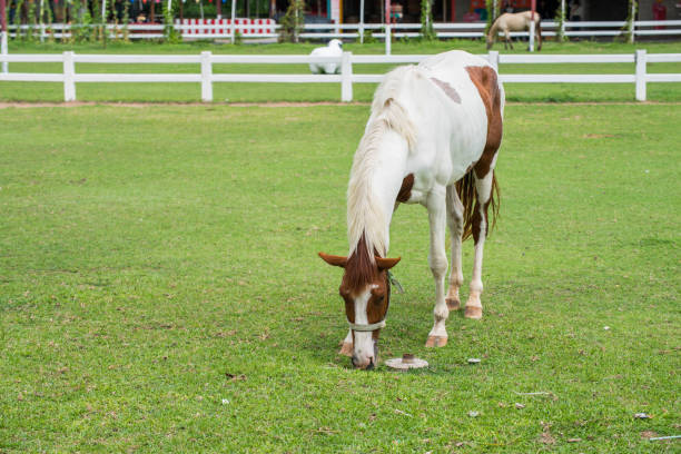Natural image of one horse graziing while other horses in the herd look on.The sun breaks through the clouds to light up a herd of horses grazing in a lush summer pasture.
