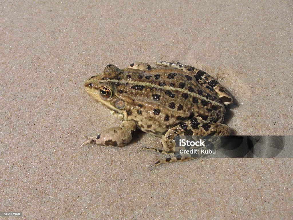 Rana - Foto stock royalty-free di Acqua