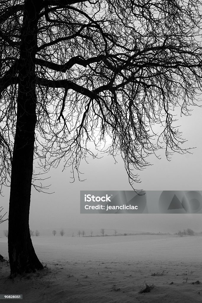 Inverno na Dinamarca - Foto de stock de Beleza natural - Natureza royalty-free