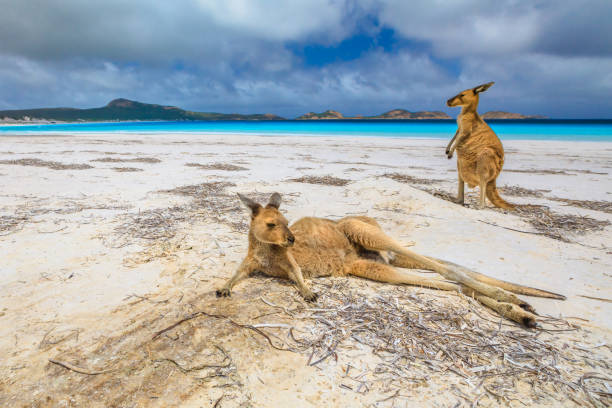 istock kangaroos at Lucky Bay 908280522