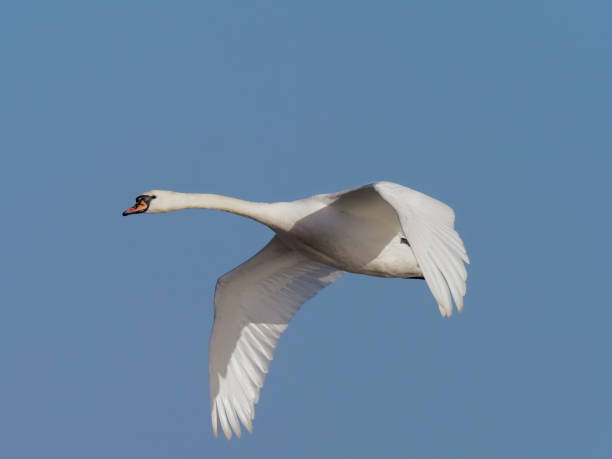 istock Mute swan, Cygnus olor 908280724