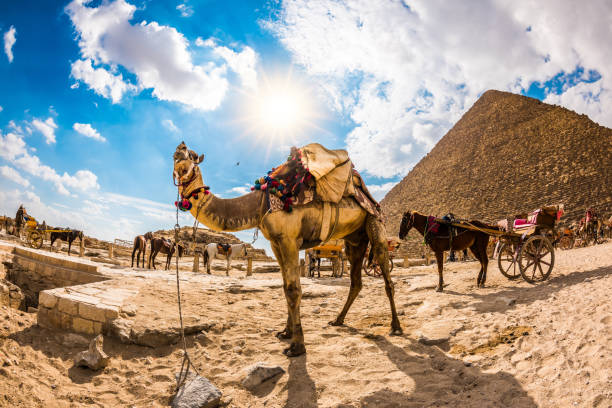 camel in front of the pyramid of cheops - egypt camel pyramid shape pyramid imagens e fotografias de stock