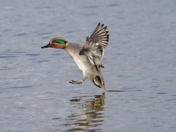 Teal, Anas crecca Teal, Anas crecca, single male in flight, Gloucestershire, January 2018 green winged teal duck stock pictures, royalty-free photos & images