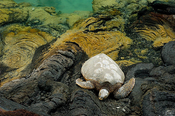 green sea turtle stock photo