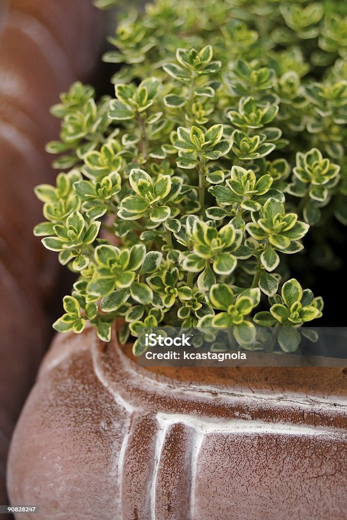 Bunt Thymian - Lizenzfrei Blatt - Pflanzenbestandteile Stock-Foto