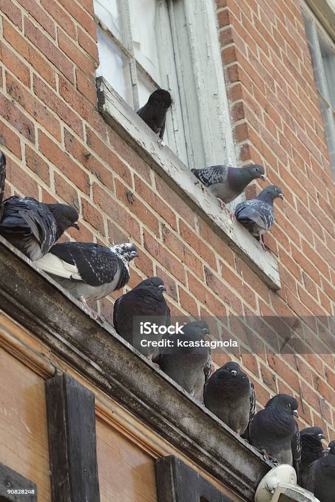 Pombos situada bem no edifício de Tijolo - Royalty-free Georgetown - Washington DC Foto de stock