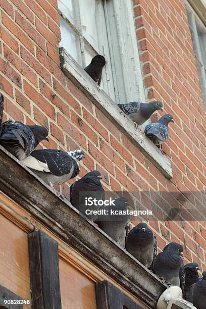 Pombos Situada Bem No Edifício De Tijolo - Fotografias de stock e mais imagens de Georgetown - Washington DC - Georgetown - Washington DC, Parapeito, Pousar