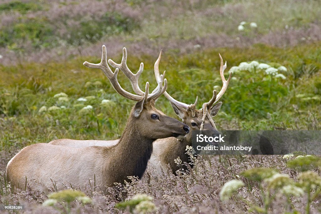 Tule Elk with Velvet Antlers, Point Reyes National Seashore  Point Reyes National Seashore Stock Photo