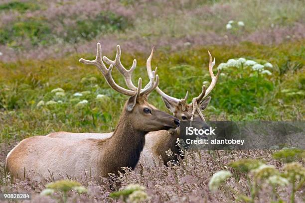 Tule Elk With Velvet Antlers Point Reyes National Seashore Stock Photo - Download Image Now