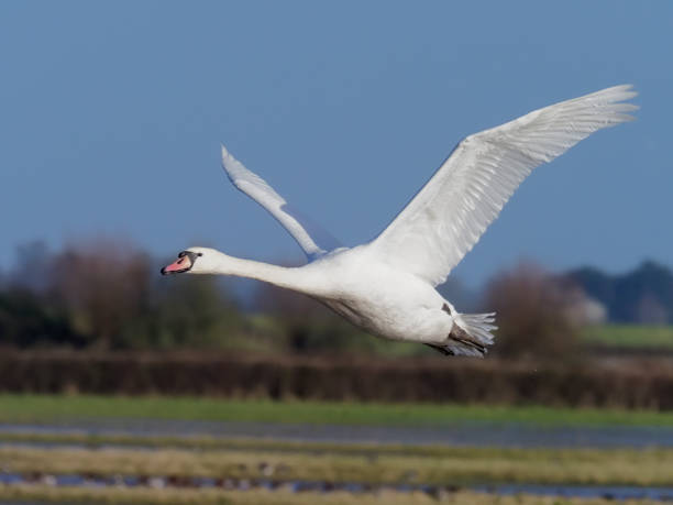 istock Mute swan, Cygnus olor 908282940