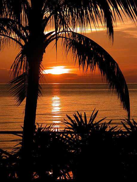 istock Coconut Sunset - Natural Wonders 90828383