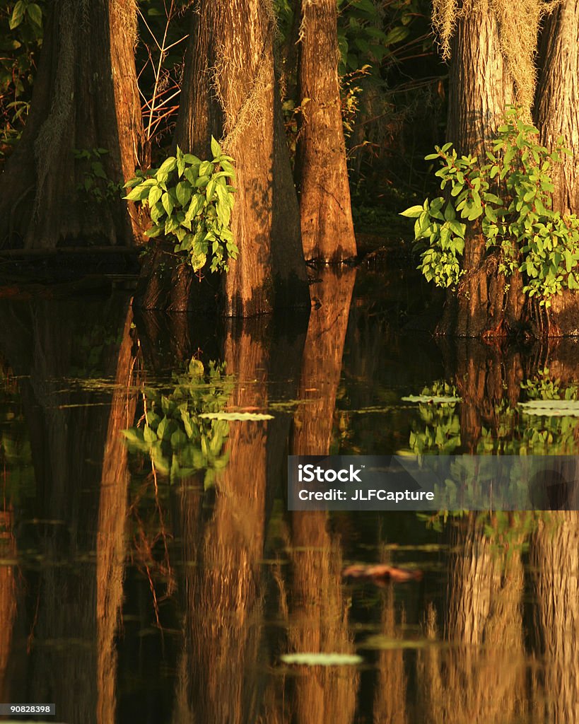 사이프러스 나무 및 반사 호수를 - 로열티 프리 0명 스톡 사진