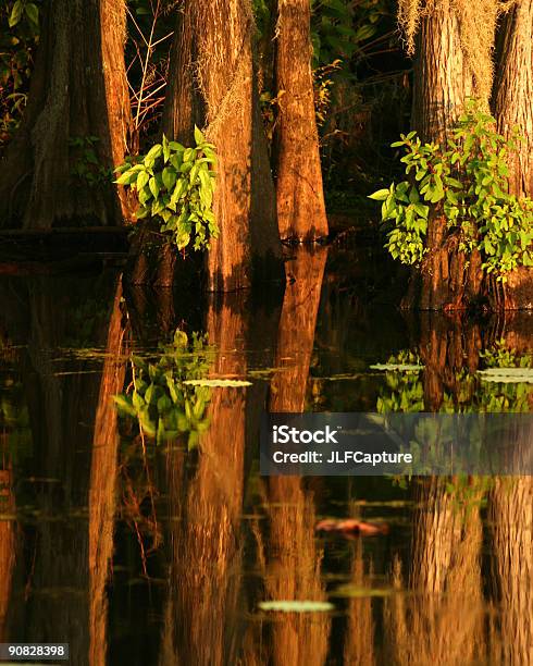 Cypress Trees And Reflections On Lake Stock Photo - Download Image Now - Aquatic Organism, Color Image, Cypress Tree