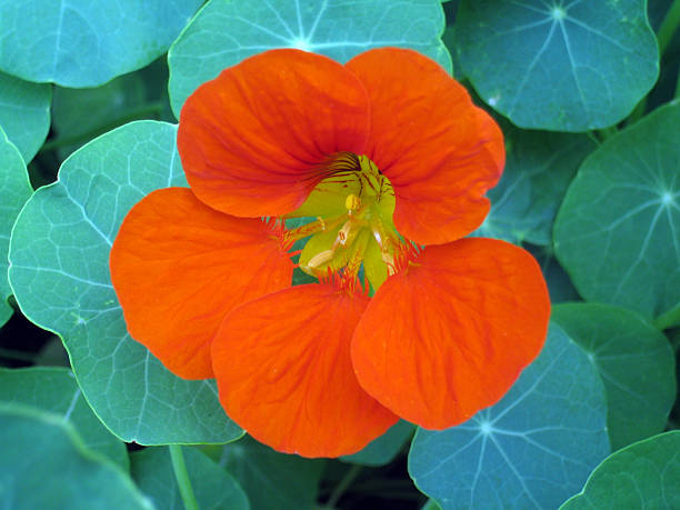 Orange flower stock photo