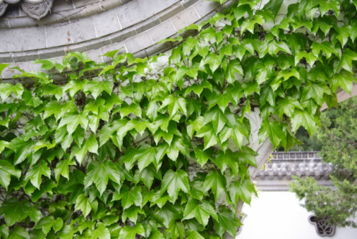 ivy on a wall in a chinese garden, and entrance to a garden court in on the right hand side