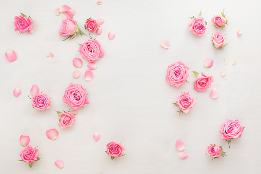 Pink roses buds and petals scattered on white background